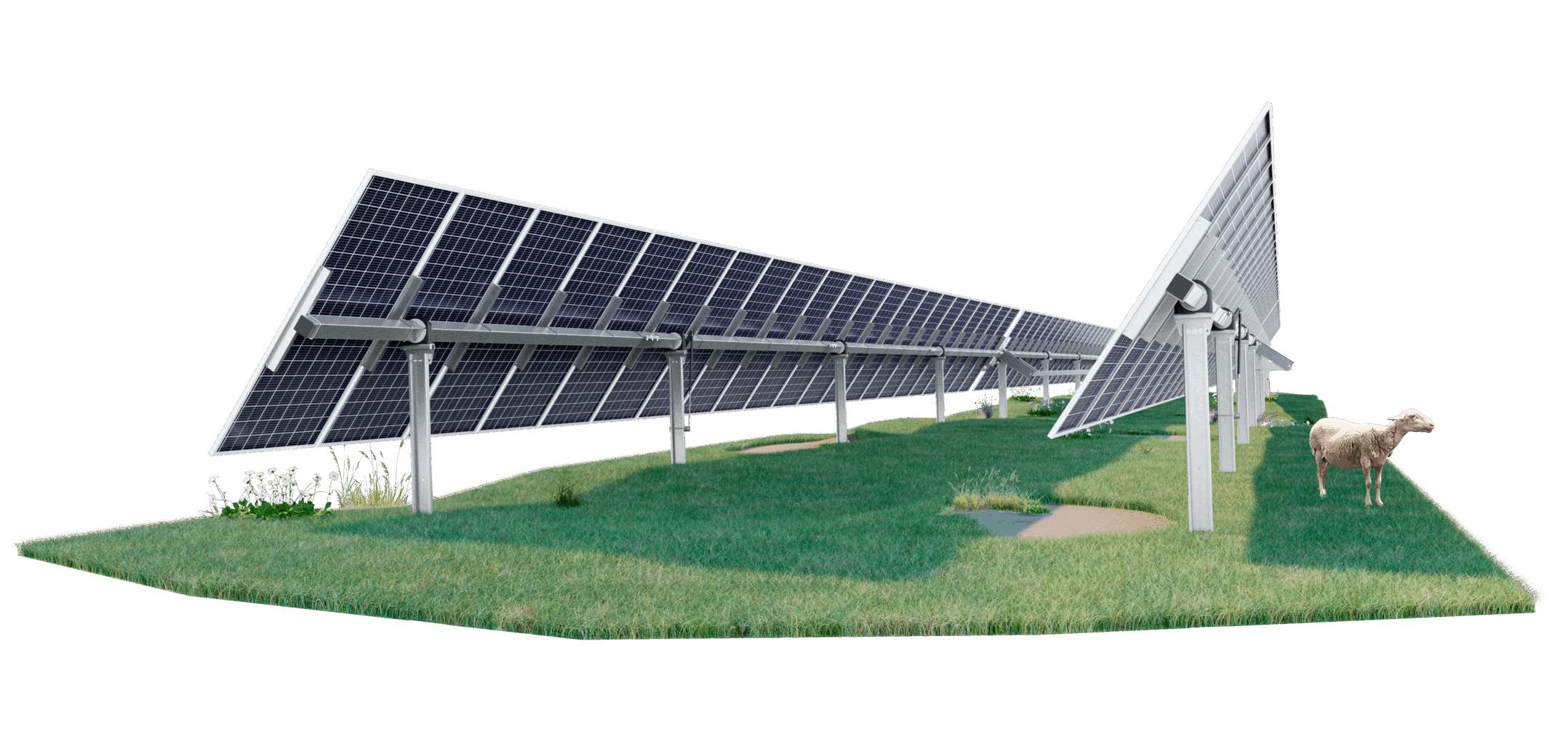Fila de paneles solares en seguidor horizontal con oveja pastando